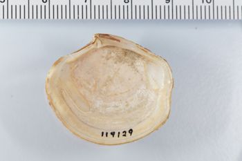 Media type: image;   Malacology 119129